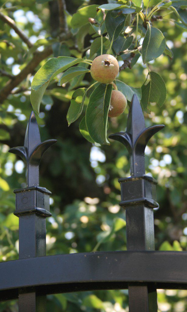 oldest pear tree 8