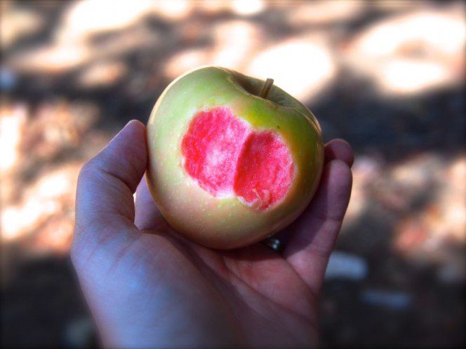 pink pearl apple 8