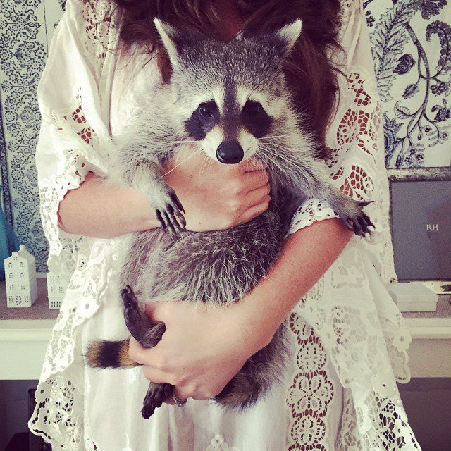 rescued raccoon 20