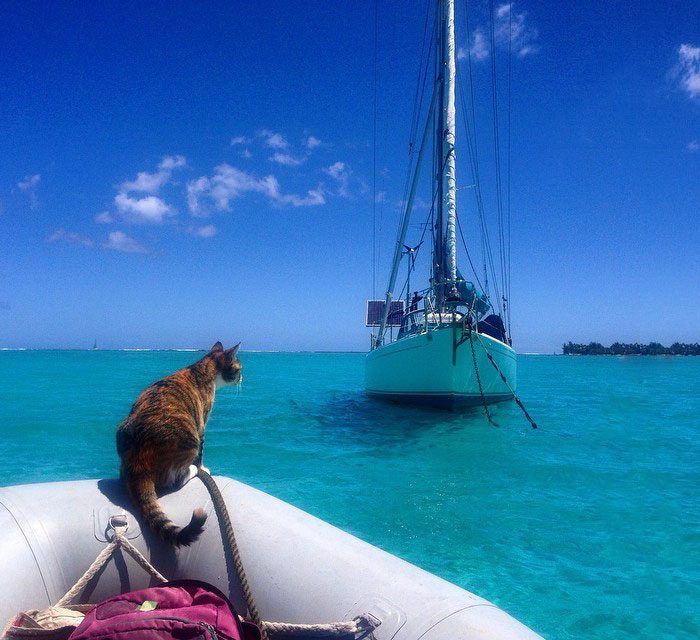sailing with cat 1