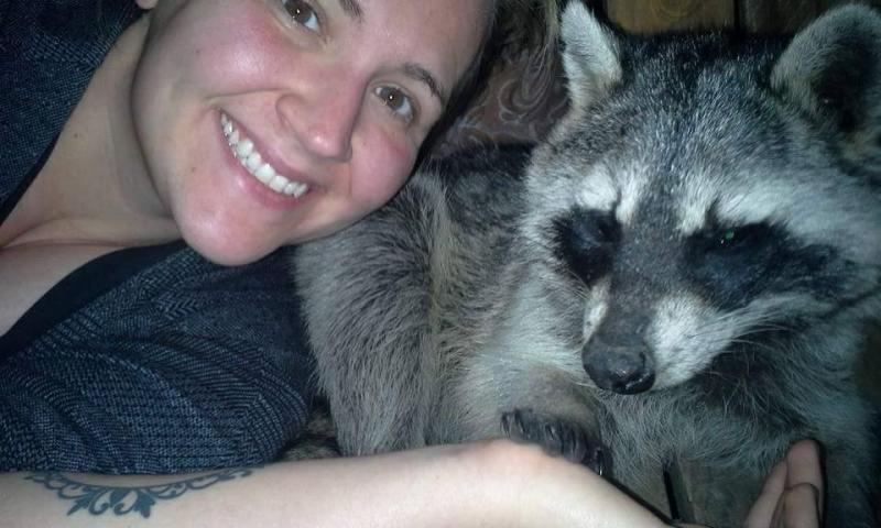 saved injured raccoon 14