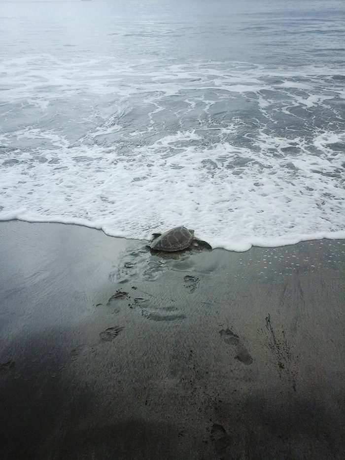 sea turtle released 4