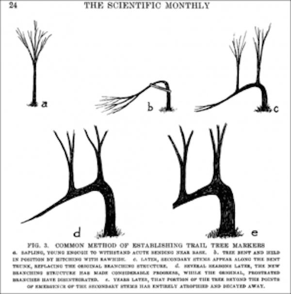 Trees Used By Native Americans 15