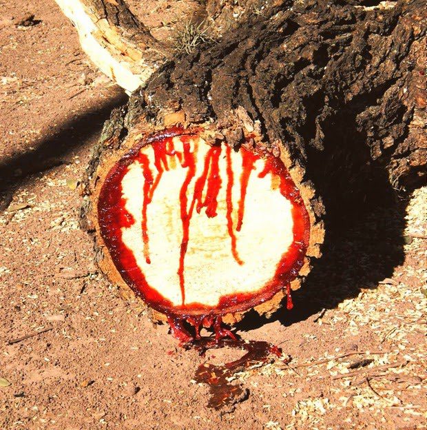 blood wood tree 4