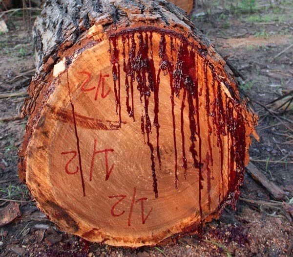 blood wood tree 6