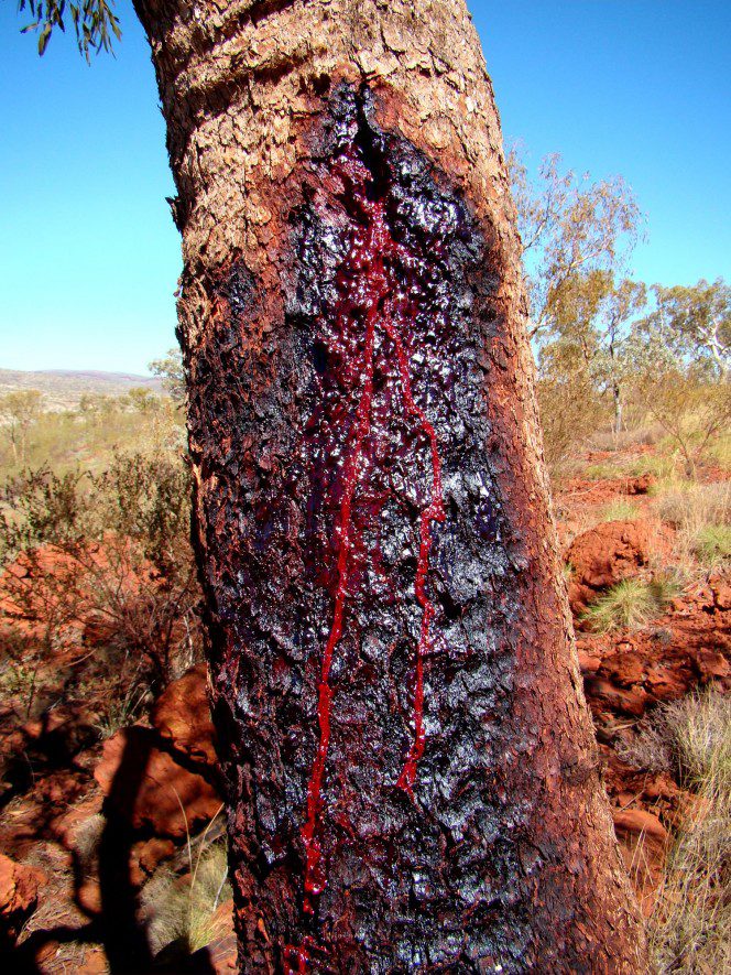 blood wood tree 8