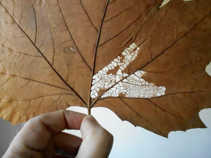 leaf carved art 5