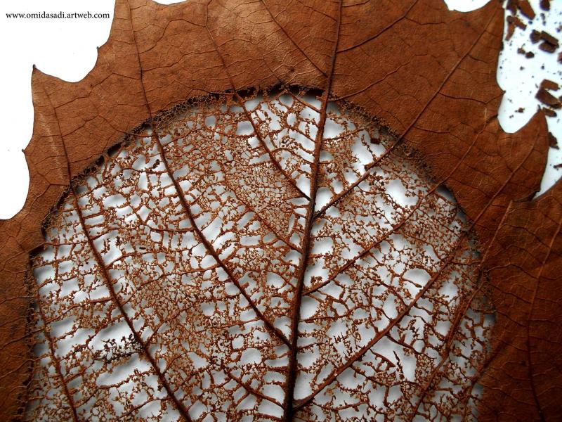 leaf carved art 7