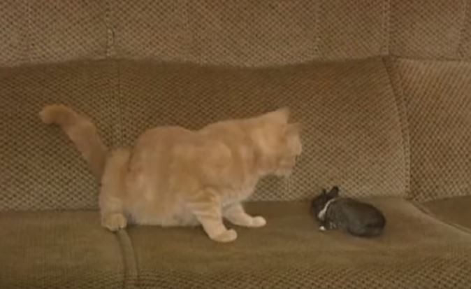cat adopts baby rabbit