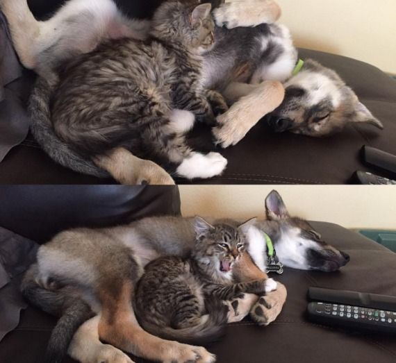 dog adopts cat