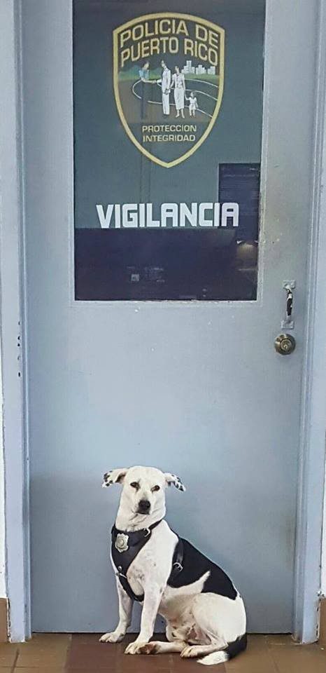dog police job