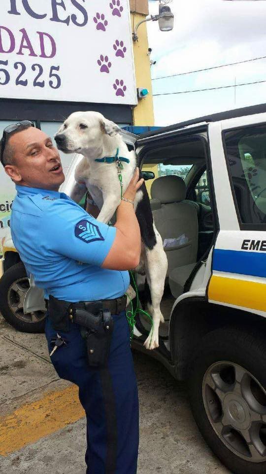 dog police job