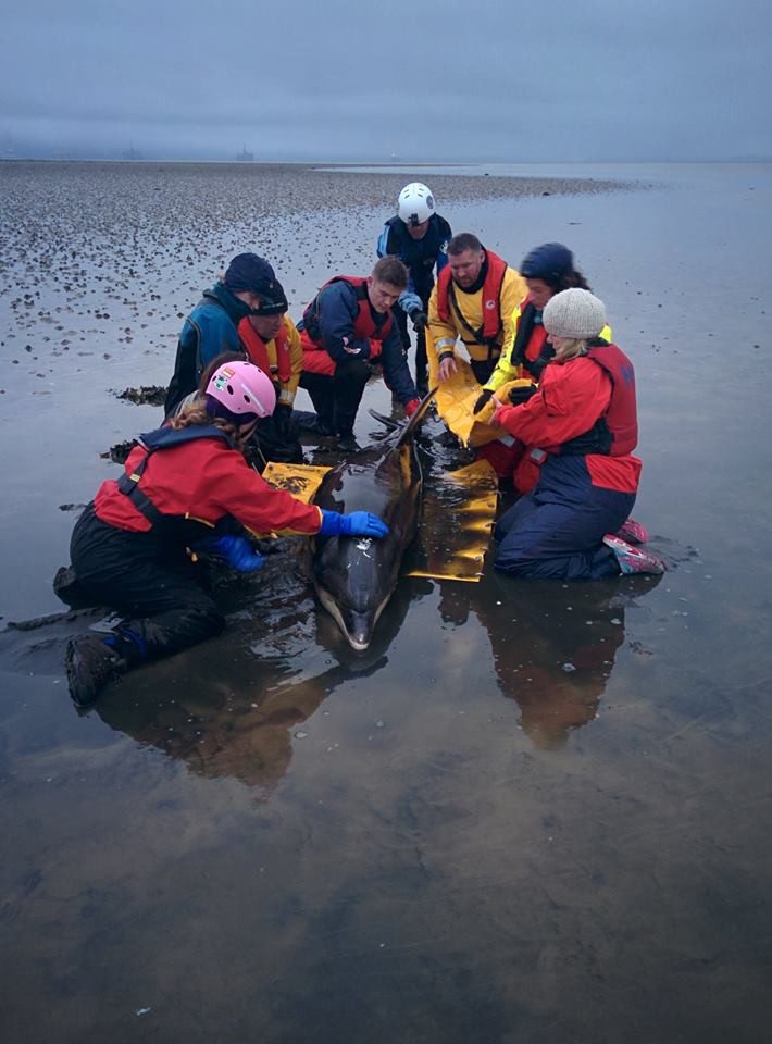 couple saves stranded dolphin 