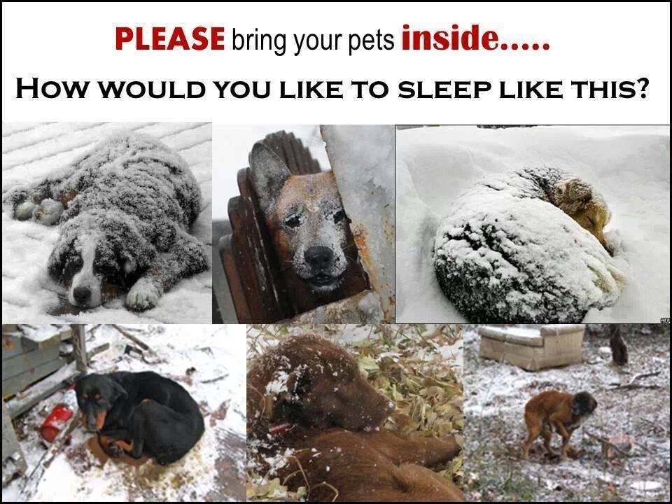 winter pet safety 