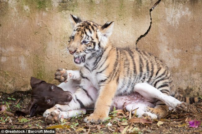 tiger cub and puppy friendship