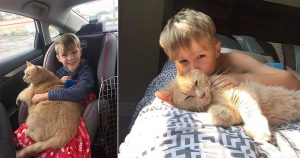 young boy adopts a ginger cat 