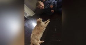 young boy adopts a ginger cat 