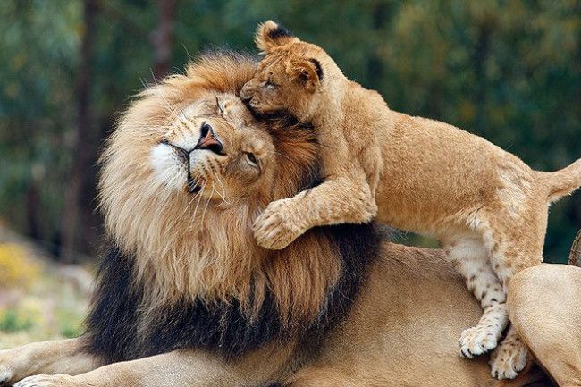 animals hugging 