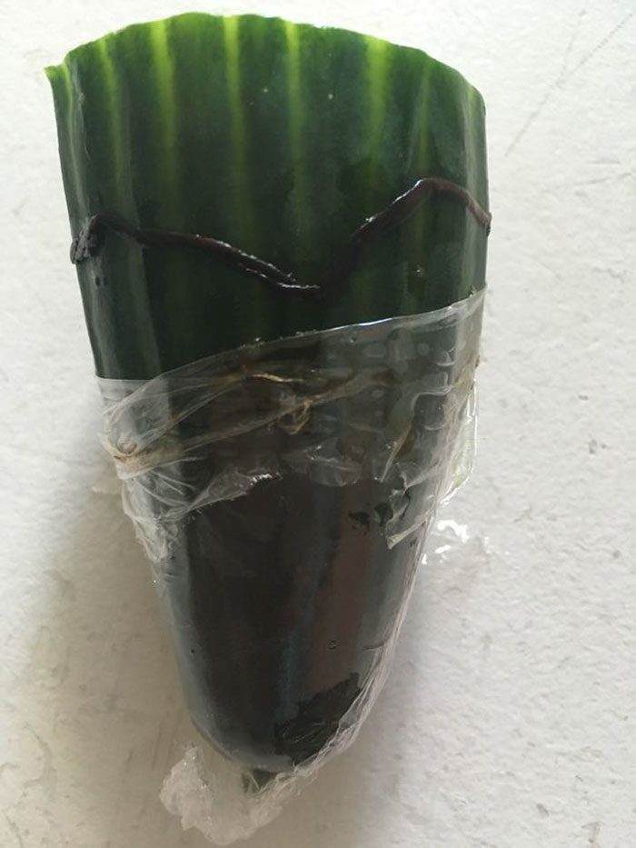 cucumber worm