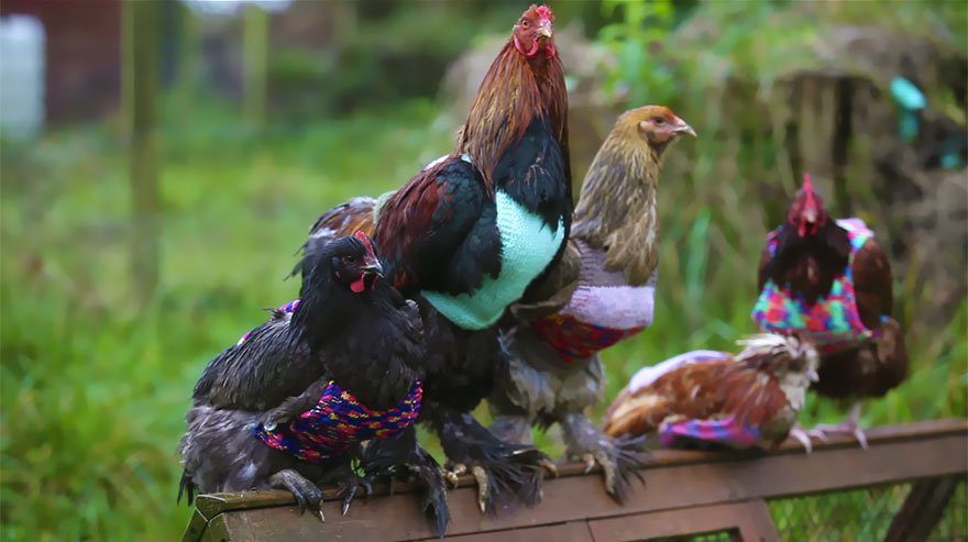 Size two women knit sweaters for chickens