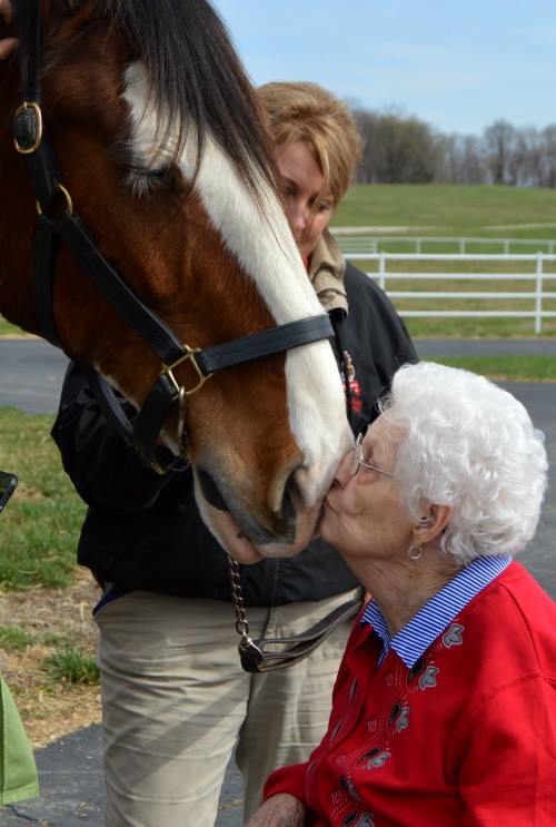 Famous horse and elderly
