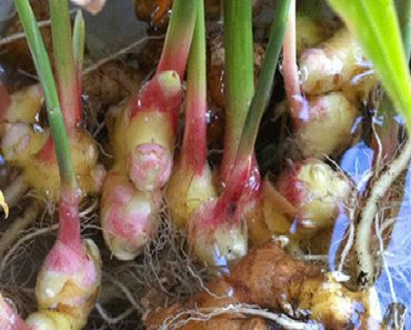 grow ginger at home