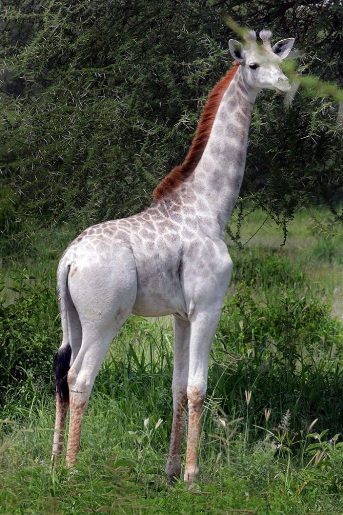 white giraffe in tanzania