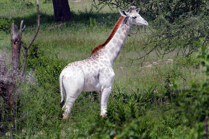 white giraffe in tanzania
