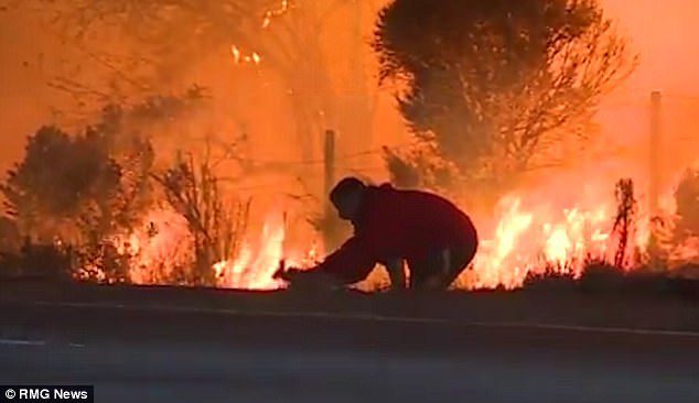 man saved rabbit from wildfire