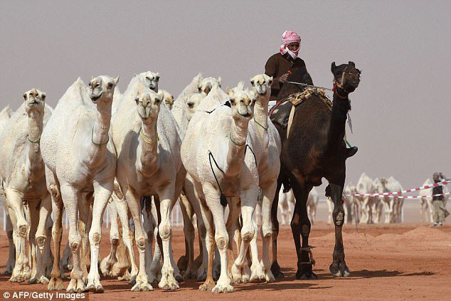 camel beauty contest