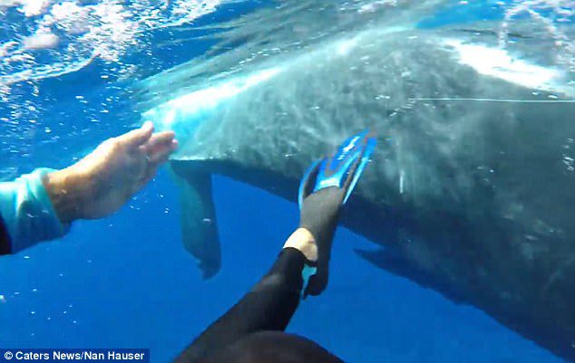 whale protects diver