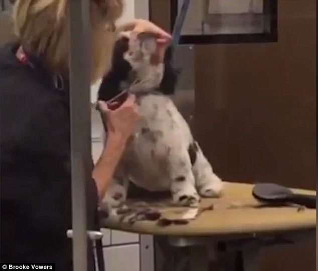 dog groomer abused