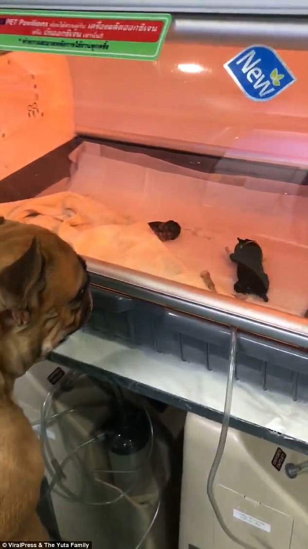 mother dog watching premature pups