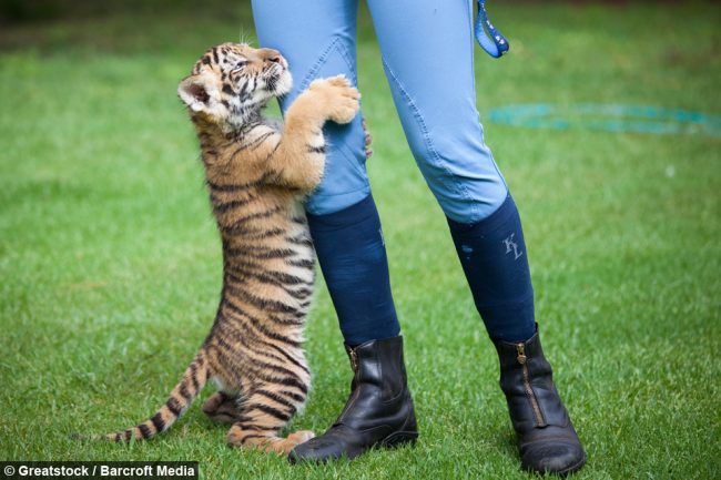 tiger cub and puppy friendship