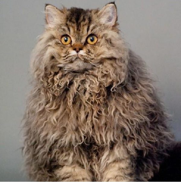 curly haired cat